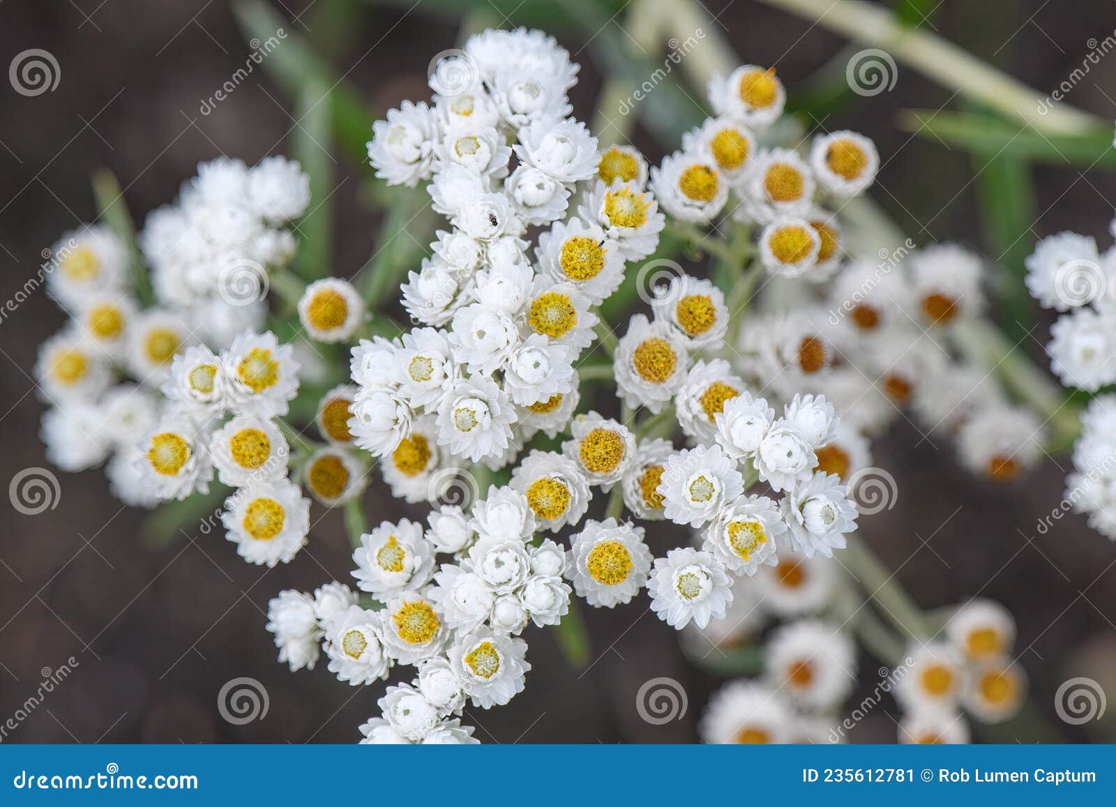 pearly everlasting anaphalis margaritacea, white flowers with yellow eye